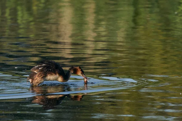 Haubentaucher Podiceps Cristatus Beim Kampf Mit Einem Kürzlich Gefangenen Fisch — Stockfoto