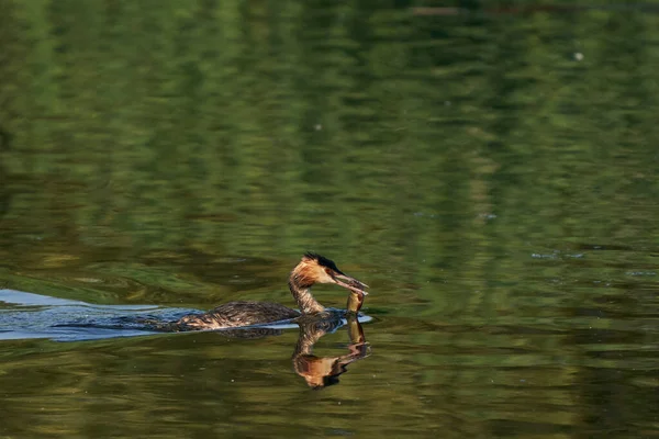 Great Crested Grebe Podiceps Chrisatus บปลาท บได ในปากของม ายน าบนทะเลสาบท — ภาพถ่ายสต็อก