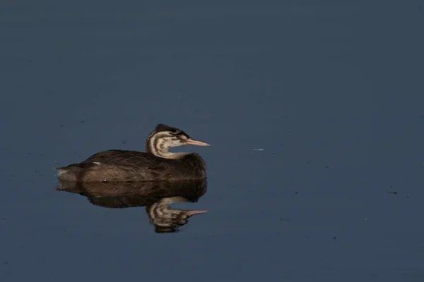 Juvenile Great Crested Grebe Podiceps Cristatus Een Meer Aan Ham — Stockfoto