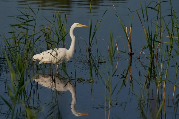 Great White Egret Ardea Alba Κυνήγι Ανάμεσα Στο Καλάμι Κατά — Φωτογραφία Αρχείου