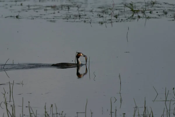 Great Хохлатая Гребешка Podiceps Cristatus Недавно Пойманной Рыбой Маяке Плавающей — стоковое фото