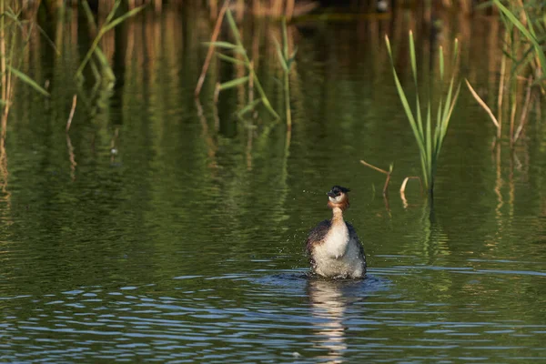 Great Хохлатая Гребешка Podiceps Cristatus Грызущая Недавно Пойманную Рыбу Озере — стоковое фото