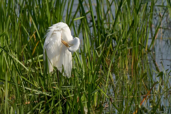 Great White Egret Ardea Alba Acaricia Lago Ham Wall Somerset — Foto de Stock