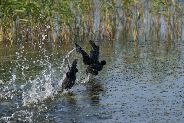 Canards Pilets Anas Acuta Sur Lac Slimbridge Dans Gloucestershire Pendant — Photo