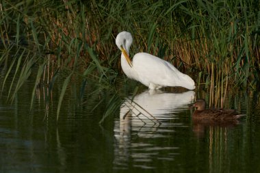 Büyük Beyaz Akbalıkçıl (Ardea alba) İngiltere 'nin Somerset kentindeki Ham Wall' da bir gölün kenarında sazlıklar arasında avlanır.
