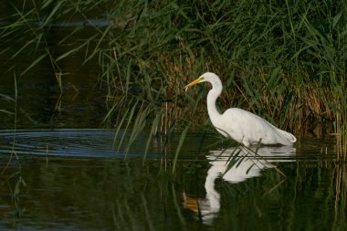 Büyük Beyaz Akbalıkçıl (Ardea alba) İngiltere 'nin Somerset kentindeki Ham Wall' da bir gölün kenarında sazlıklar arasında avlanır.. 