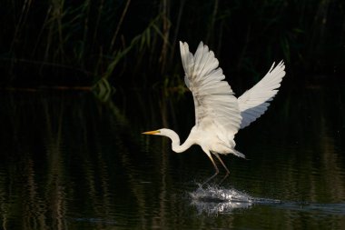 Büyük Beyaz Akbalıkçıl (Ardea alba) İngiltere 'nin Somerset kentindeki Ham Wall' da bir göl boyunca uçuyor.. 