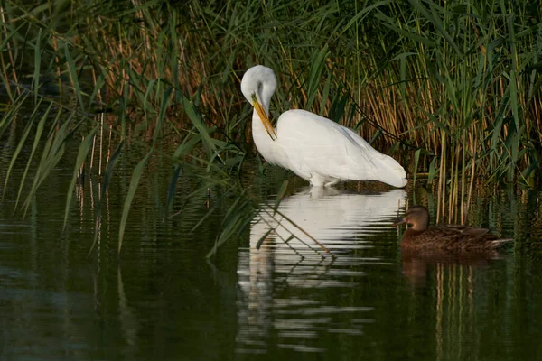 Grande Aigrette Blanche Ardea Alba Chassant Parmi Les Roseaux Long — Photo