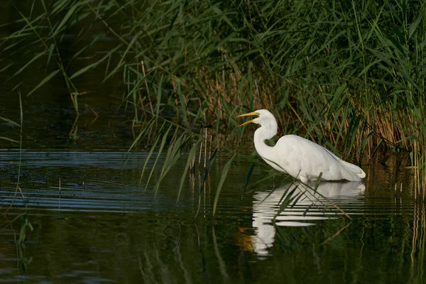 Great White Egret Ardea Alba Κυνήγι Ανάμεσα Στο Καλάμι Κατά — Φωτογραφία Αρχείου