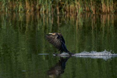 Karabatak (Phalacrocorax carbo) İngiltere 'nin Somerset kentindeki Ham Wall' da bir göle iner.. 