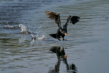 Karabatak (Phalacrocorax carbo) İngiltere 'nin Somerset kentindeki Ham Wall' da bir gölden kalkıyor.. 