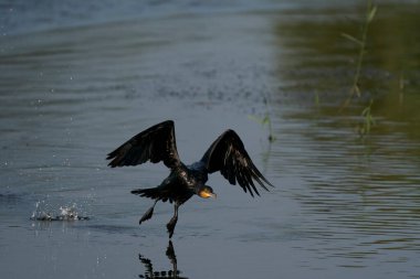 Karabatak (Phalacrocorax carbo) İngiltere 'nin Somerset kentindeki Ham Wall' da bir gölden kalkıyor.. 