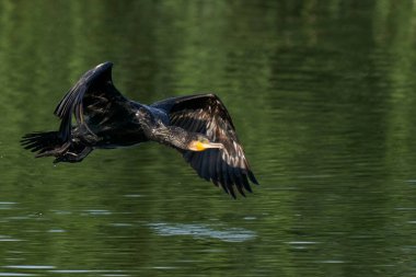 Karabatak (Phalacrocorax carbo) İngiltere 'nin Somerset kentindeki Ham Wall' da bir gölün üzerinde alçaktan uçuyor.. 