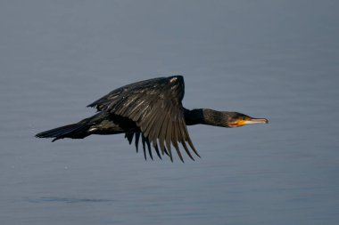 Karabatak (Phalacrocorax carbo) İngiltere 'nin Somerset kentindeki Ham Wall' da bir gölün üzerinde alçaktan uçuyor.. 