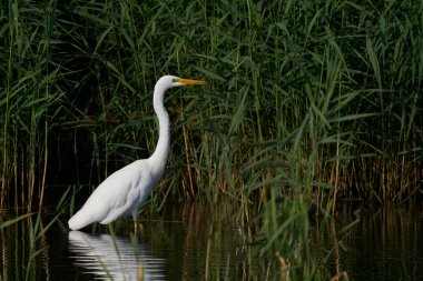 Büyük Beyaz Akbalıkçıl (Ardea alba) İngiltere 'nin Somerset kentindeki Ham Wall' da bir gölün kenarında sazlıklar arasında avlanır.