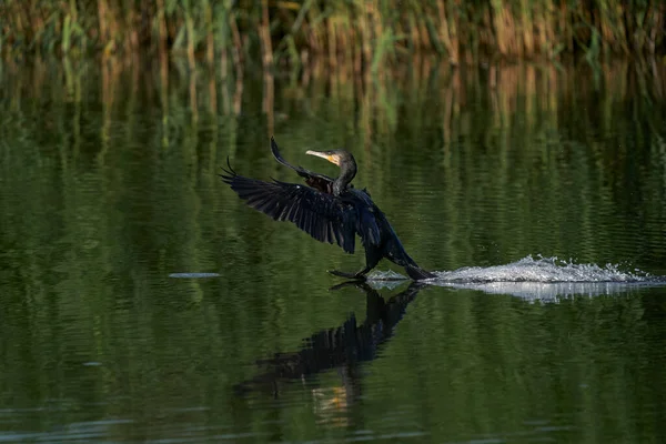 Cormorant Phalacrocorax Carbo Που Προσγειώνεται Λίμνη Στο Ham Wall Στο — Φωτογραφία Αρχείου