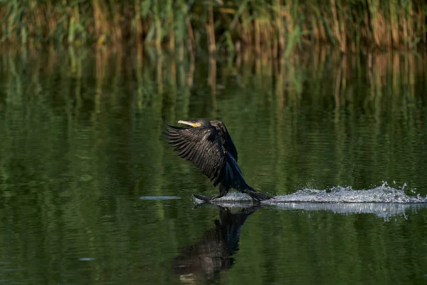 Cormorant Phalacrocorax Carbo Που Προσγειώνεται Λίμνη Στο Ham Wall Στο — Φωτογραφία Αρχείου