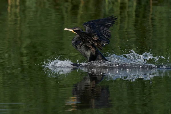 Cormorant Phalacrocorax Carbo ลงจอดบนทะเลสาบท าแพงแฮมใน Somerset สหราชอาณาจ — ภาพถ่ายสต็อก