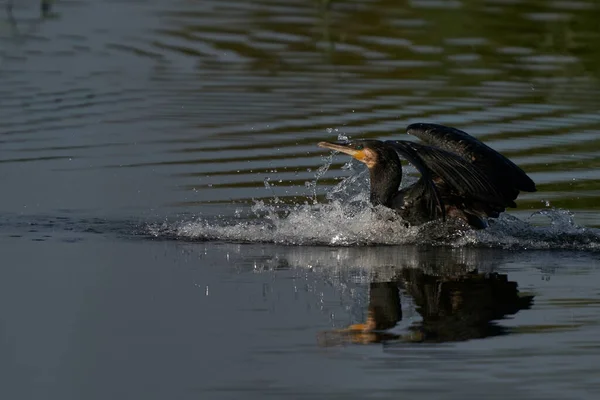 Cormorant Phalacrocorax Carbo ลงจอดบนทะเลสาบท าแพงแฮมใน Somerset สหราชอาณาจ — ภาพถ่ายสต็อก