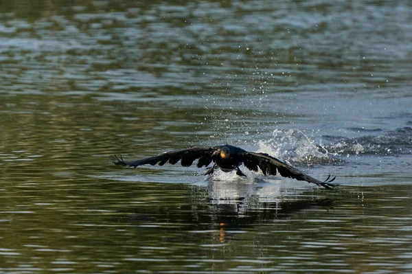 Cormorant Phalacrocorax Carbo Απογείωση Από Λίμνη Στο Ham Wall Στο — Φωτογραφία Αρχείου