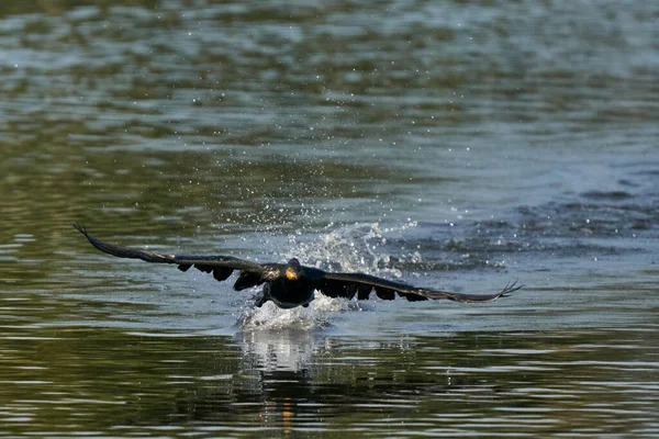 Баклоны Phalacrocorax Carbo Взлетающие Озера Уолл Стрит Сомерсете Великобритания — стоковое фото