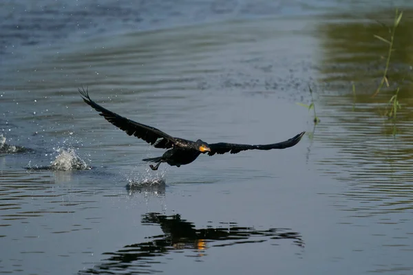 Cormorant Phalacrocorax Carbo Decolând Lac Ham Wall Din Somerset Marea — Fotografie, imagine de stoc