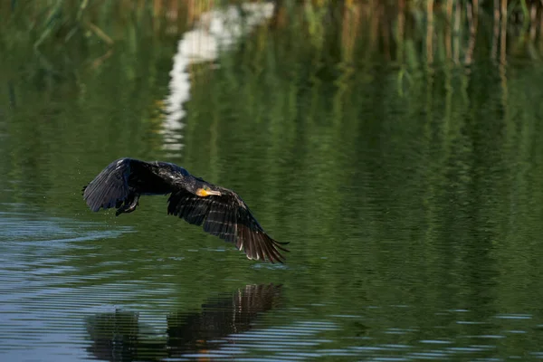 Cormorant Phalacrocorax Carbo Злітає Озера Біля Хем Волл Сомерсеті Велика — стокове фото