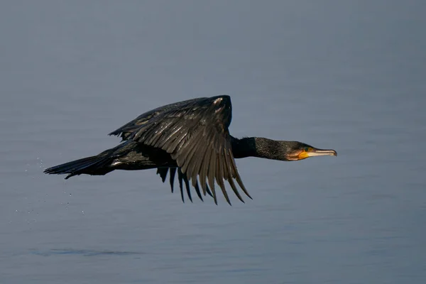 Karabatak Phalacrocorax Carbo Ngiltere Nin Somerset Kentindeki Ham Wall Bir — Stok fotoğraf