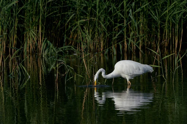 Great White Egret Ardea Alba Κυνήγι Ανάμεσα Στο Καλάμι Κατά — Φωτογραφία Αρχείου