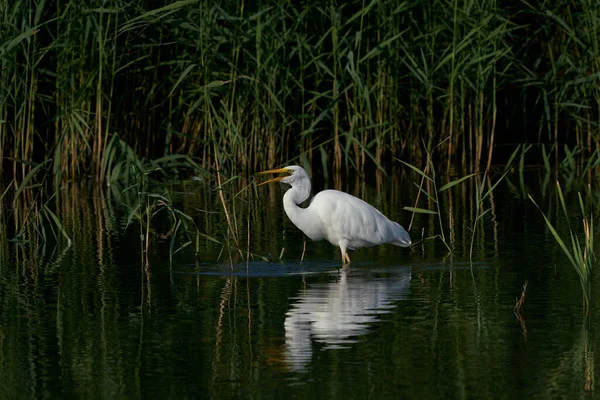 Great White Egret Ardea Alba Κυνήγι Ανάμεσα Στο Καλάμι Κατά — Φωτογραφία Αρχείου