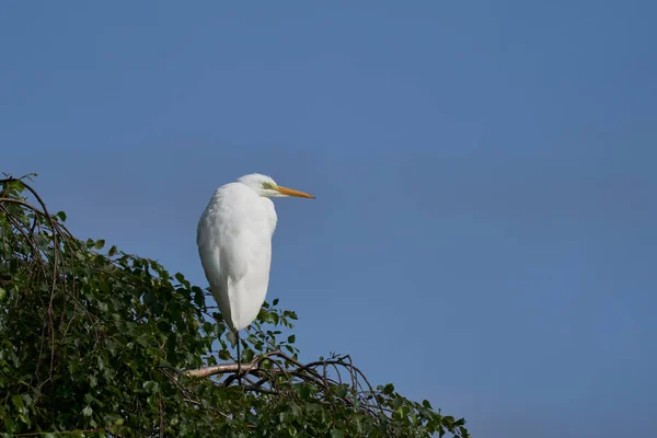 Great White Egret Ardea Alba Σκαρφαλωμένο Κλαδί Δέντρου Στο Ham — Φωτογραφία Αρχείου