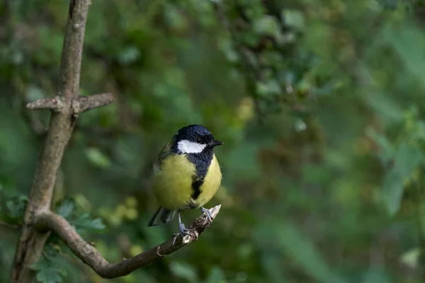 Great Tit Paris Major Perched Tree Langford Lakes Nature Reserve — стокове фото