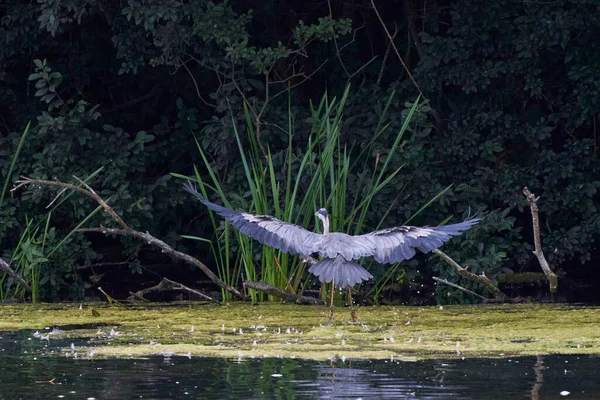 เกรย เฮอรอน Ardea Cinerea ดออกบ าเหน อทะเลสาบท Langford Lakes Nature — ภาพถ่ายสต็อก