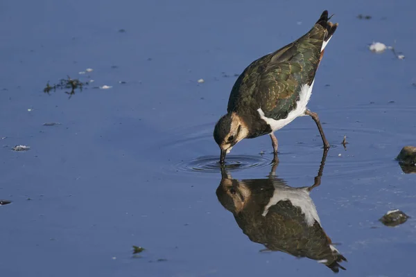 Lapwing Vanellus Vanellus Bebendo Lago Raso Reserva Natural Dos Lagos — Fotografia de Stock