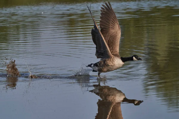 Canada Goose Branta Cancissis Взлетела Озера Заповеднике Лэнгфорд Лейкс Уилтшире — стоковое фото