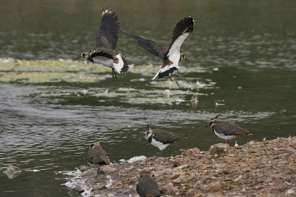 Lapwing Vanellus Vanellus ลงจอดบนเกาะในทะเลสาบท Langford Lakes Nature Reserve Wiltshire England — ภาพถ่ายสต็อก