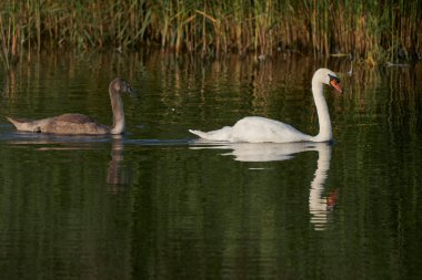 Dilsiz Kuğu (Cygnus olor) ve İngiltere 'nin Somerset kentindeki Ham Wall' da yüzen neredeyse yetişkin bir cygnet.  