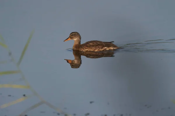 Хохлатая Утка Патагонии Lophonetta Specularioides Specularioides Плавает Пруду Слимбридже Графстве — стоковое фото