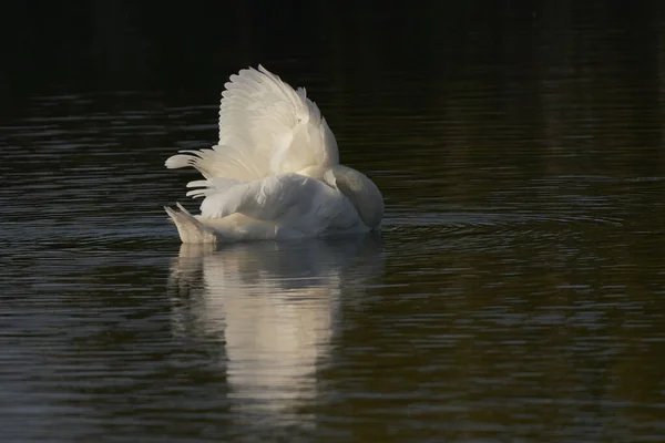 Mute Swan Cygnus Olor Preening Een Meer Bij Ham Wall — Stockfoto