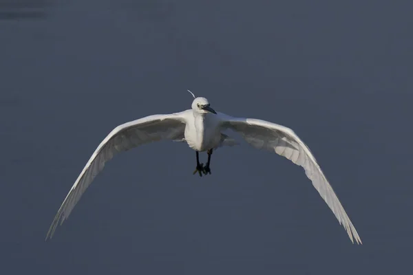 Little Egret Egretta Garzetta Flying Lake Ham Wall Somerset United — Stock Photo, Image