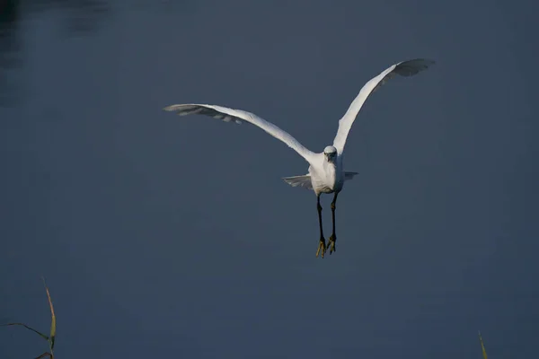 Little Egret Egretta Garzetta Flying Lake Ham Wall Somerset United — Stock Photo, Image