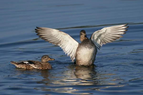 Gadwall Anas Strepera Con Ali Estese Lago Ham Wall Nel — Foto Stock