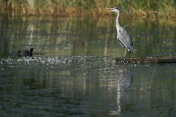 Серая Цапля Ardea Cinerea Охотится Платформы Озере Хэм Уолл Сомерсете — стоковое фото