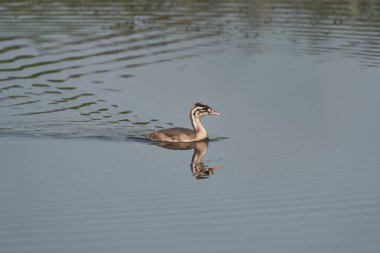 Somerset, İngiltere 'deki Ham Wall' da bir gölde Juvenile Great Crested Grebe (Podiceps kristali).