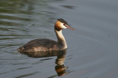 Great Crested Grebe (Podiceps kristali) Somerset, İngiltere 'deki Ham Wall' da bir göl üzerinde.