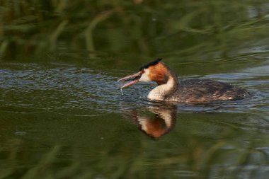 Great Crested Grebe (Podiceps kristali), İngiltere 'nin Somerset kentindeki Ham Wall' da bir gölde yüzerken yeni yakalanan bir balığı yiyor..