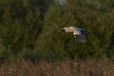 Gri Heron (Ardea cinerea) İngiltere 'nin Somerset kentindeki Ham Wall' un yanından uçarak geçti..