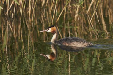 Great Crested Grebe (Podiceps kristali) Somerset, İngiltere 'deki Ham Wall' da bir göl üzerinde.