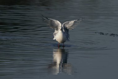 Siyah başlı martı (Chroicocephalus ridibundus), İngiltere 'nin Somerset kentindeki Ham Duvarı Doğa Rezervi' nde bir göl üzerinde uzanan kanatları ile sergilenmektedir.. 