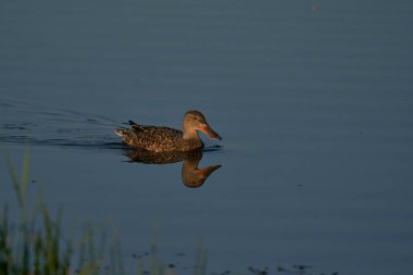 Kadın kürekçi (Anas clypeata) İngiltere 'nin Somerset kentindeki Ham Wall' da bir gölde yüzüyor..